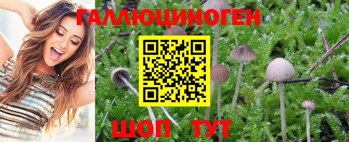 Псилоцибиновые грибы GOLDEN TEACHER Новочеркасск